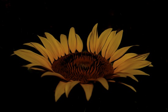 F7062691-Tournesol