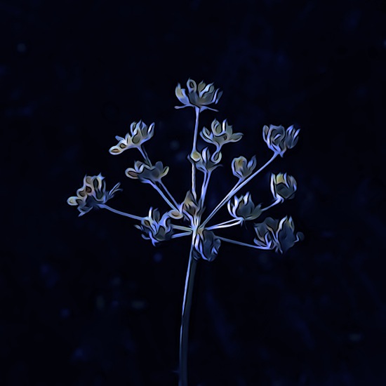 F7143338-Un peu fleur bleue...