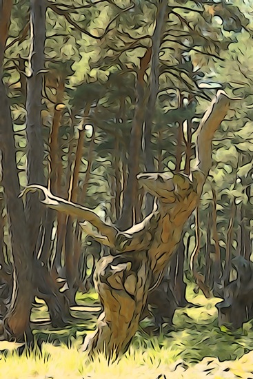 F8146698-Danse turque