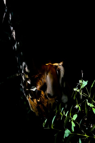 F8248421-Balade nocturne