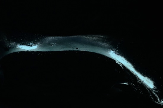 F8309891-Venu des abysses