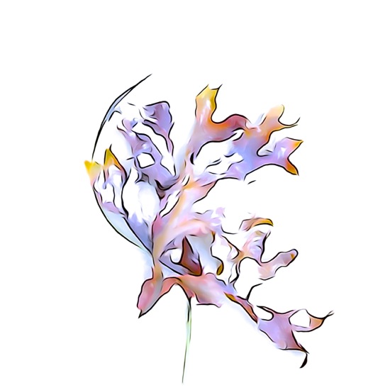 F9171349'CC-Fleur d'océan