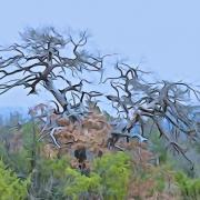 G1038002-Savane en Provence