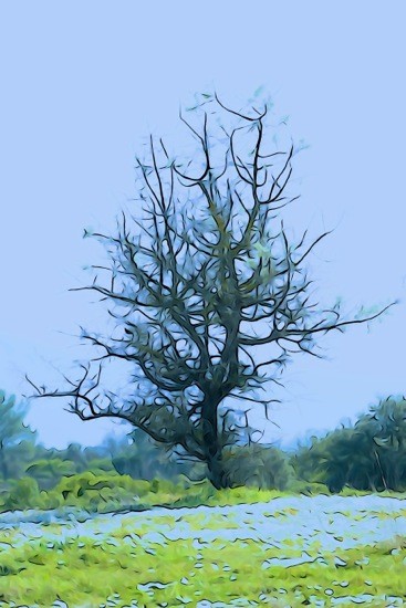 G3111939-Arbre solitaire