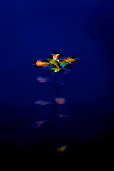 G3112141-Papillon d'eau