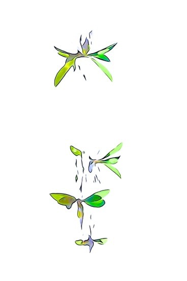 G7150726-Papillons volent