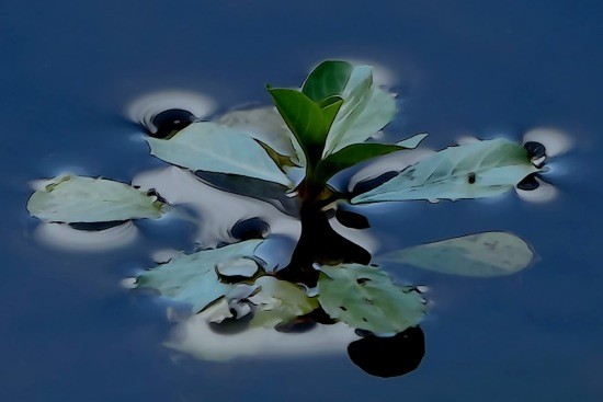 G7150818-A fleur d'eau...