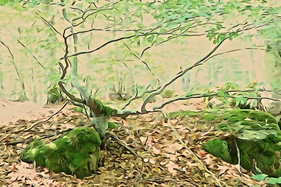 G8112744-Bois enchanté