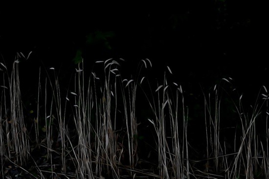 G8123401-Nocturne