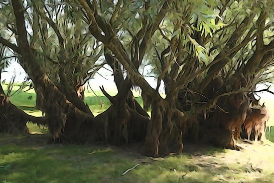 G9111212-Mangrove