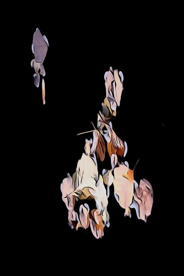 G9111288-Feuilles de canard !