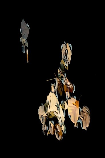 G9111289-Feuilles de canard !