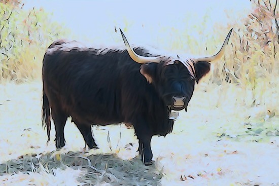 Ga103035-Camargue ? 