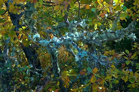 Ga244215-Lichen d'automne 