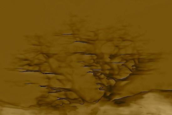 Ga294512-Bonzaï 