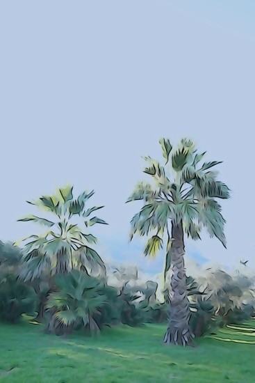 H1199267-Palmeraie