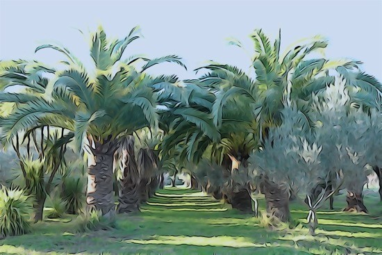 H1199281-Palmeraie