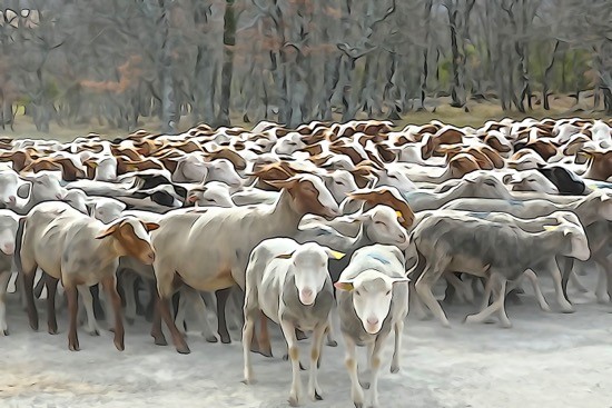 H3131703-Pastorale