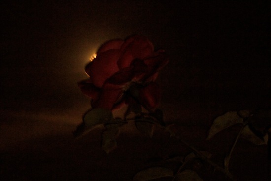 76161801-La rose amoureuse de la lune