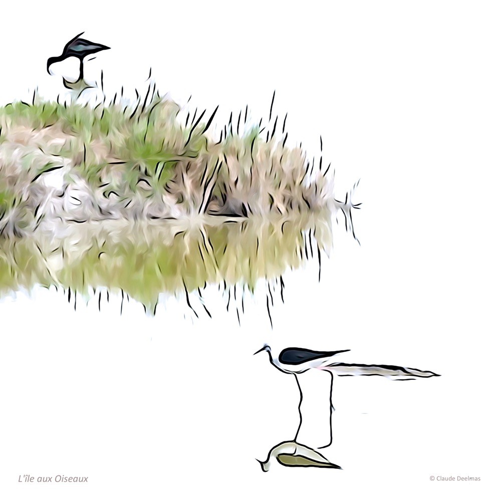 J4067542 2t-L'île aux oiseaux