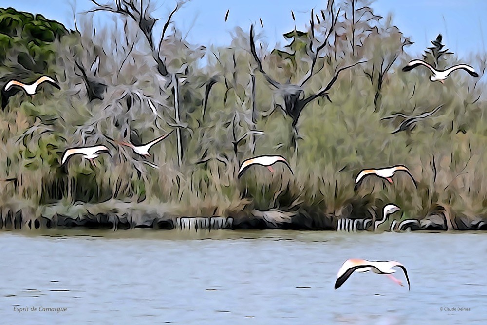 J4067623t-Esprit de Camargue