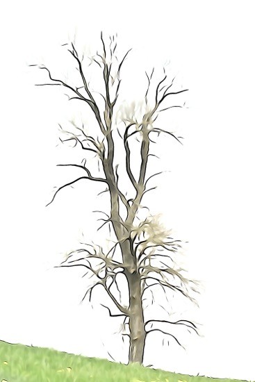 J5019158r-Un coin de verdure