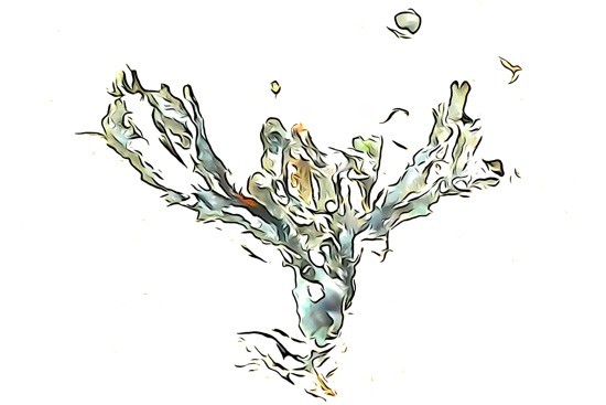 J6261015-Acclamation