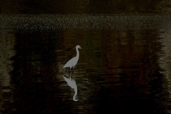 J6281740-Clair de lune...