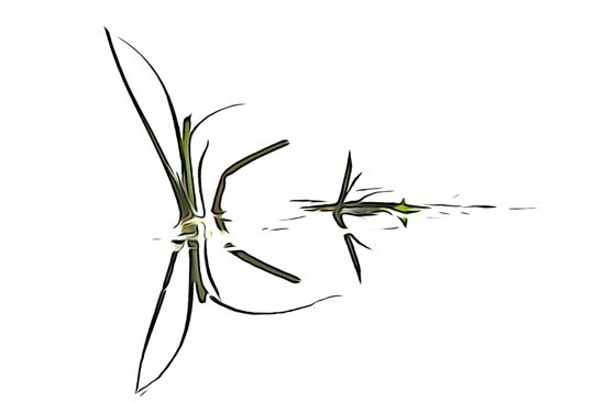 J6292211-Dragon fly
