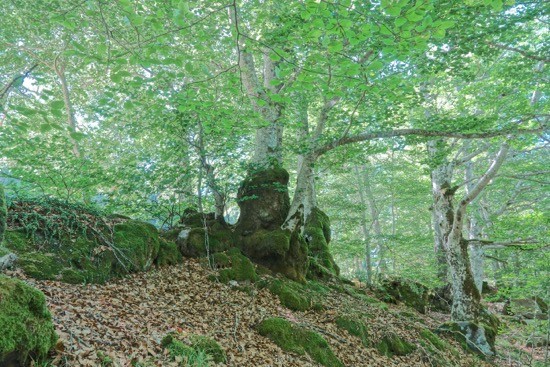 J8154393-Féérie boisée