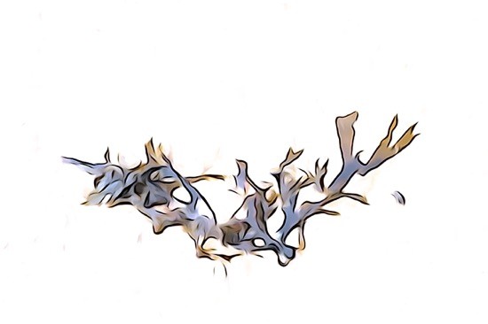 J8306161-Fleur de sable