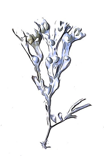 J8306162-Fleur de sable