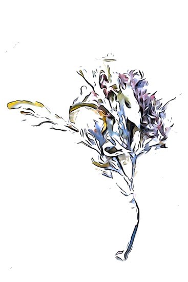 J8306180-Fleur de sable