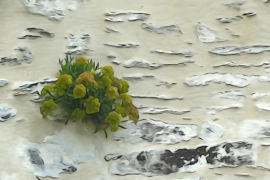 J8306195-Mur fleuri