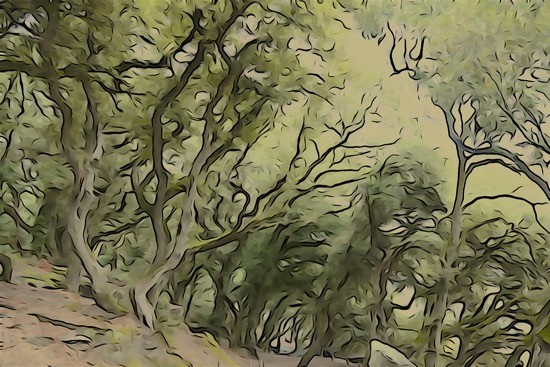J8316506-Forêt hantée