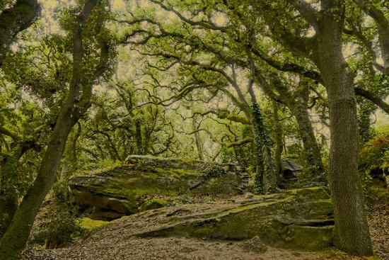 J8316516-Forêt mystérieuse