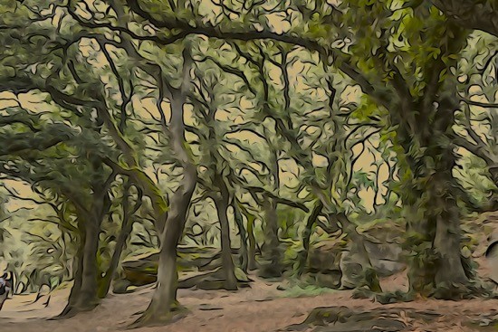 J8316556-Forêt hantée