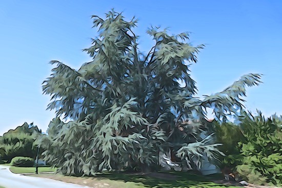 J9087468-Décoiffé