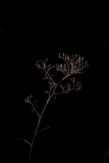 J9228145-Délicatesse