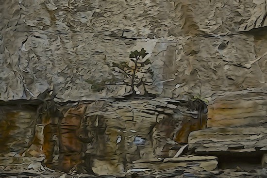 J9228406-Jardin miniature