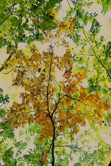 Ja149082-L'automne en été