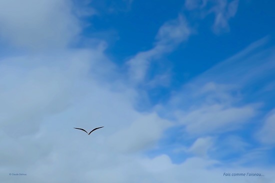Ja249839t-Fais comme l'oiseau...