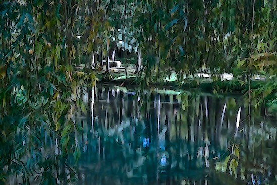 Ja249975-Saule pleureur