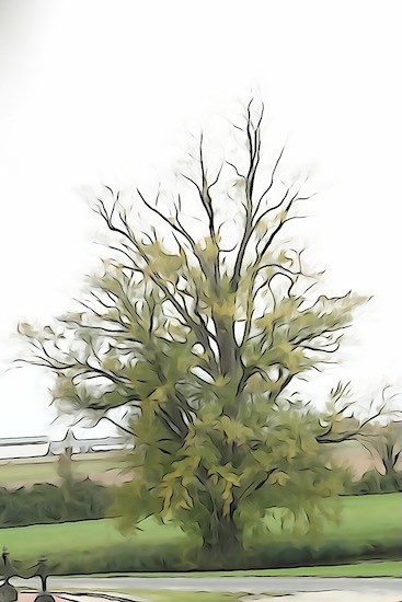 Ja250476-Ebouriffé