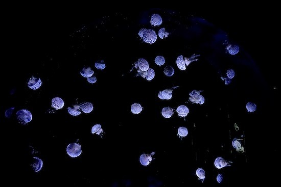 Ja270838-Constellation