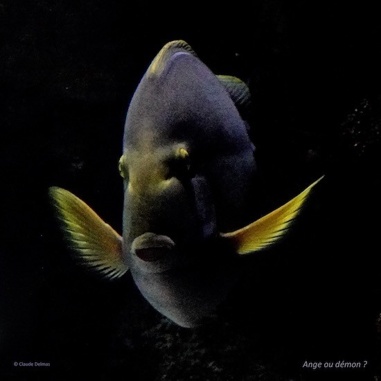 Ja270926t-Ange ou démon ?