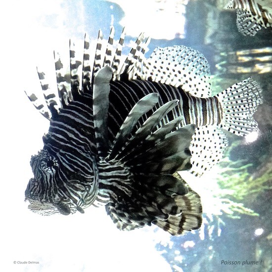 Ja270982t-Poisson plume !