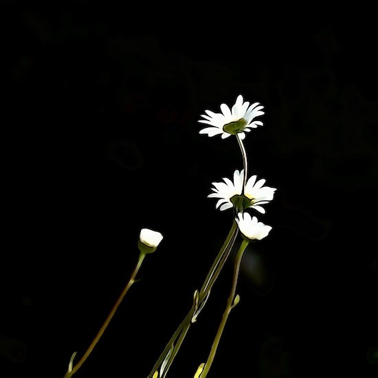 K4285685-Effeuillons...