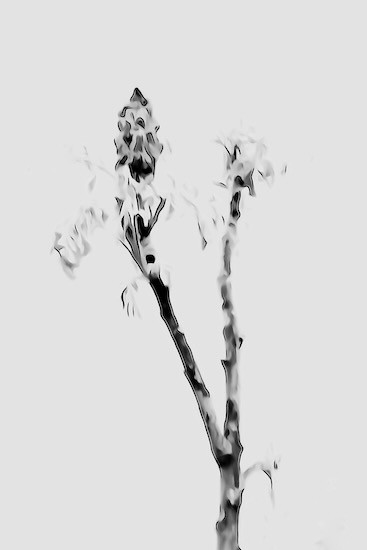 K5036321-Tendre printemps