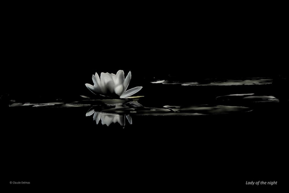 K6287504t-Lady of the night
